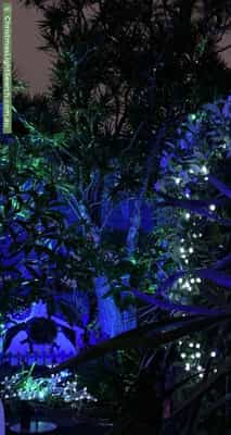 Christmas Light display at 48 Cameron Street, Birchgrove