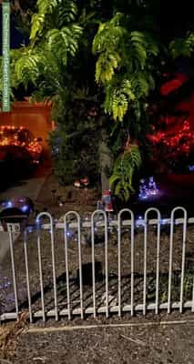 Christmas Light display at 1A Frasten Street, Torrensville