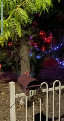 Christmas Light display at 1A Frasten Street, Torrensville