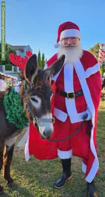 Christmas Light display at 49 Frances Burke Street, Gungahlin