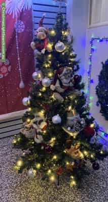 Christmas Light display at 42 Volante Crescent, Mermaid Waters