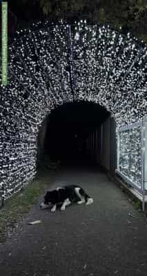Christmas Light display at 13 Dunmore Street North, Bexley