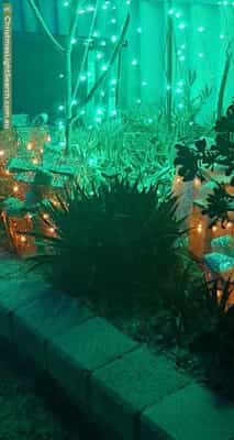 Christmas Light display at 25 Mammoth Court, Ballajura