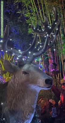 Christmas Light display at  Vincent Street, Calamvale