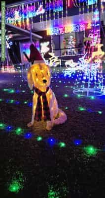 Christmas Light display at 11 Carter Crescent, Padstow Heights
